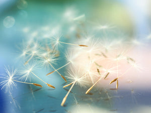Teal, royal blue and pale pink shades are background to dandelion seeds awaiting a gentle breeze to send them afloat. Finding nurturing and supportive soil they grow and flourish. Spark Life Coaching individual session is perfect for your journey.